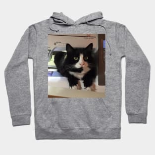 Sewing Cat Hoodie